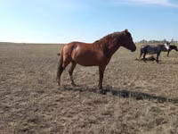 母马, Mugalzhar horse — 照片 7