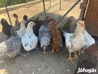أميروكانا — الصورة 2