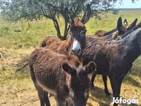 Caballo, Caballos — foto 4