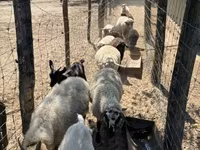 Sheep, Merino sheep — photo 1