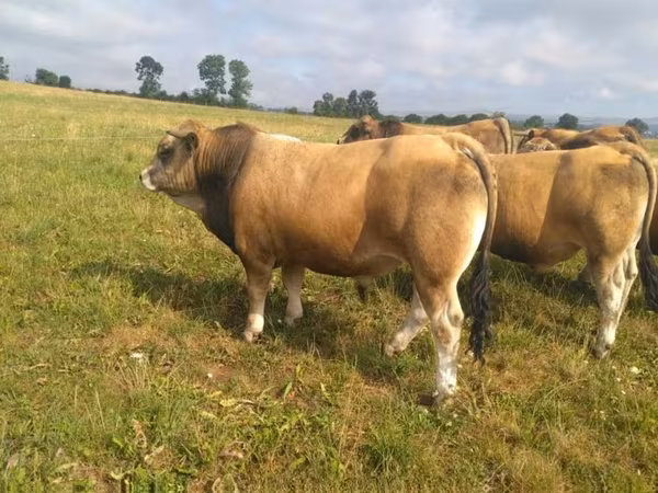 Bik, Aubrac cattle
