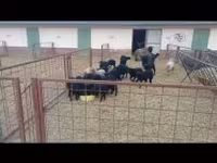 نعجة, Racka sheep — الصورة 1