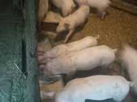 Porcs (lot, sexe non indiqué), Porcs — photo 3
