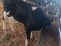 ثور, Simmental cattle — الصورة 2
