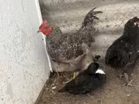Chickens — फ़ोटो 5