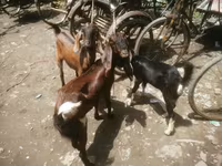 Goat, Black Bengal goats — photo 2