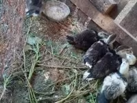 Ducks — photo 2