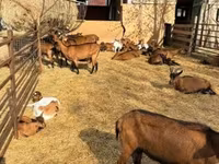 عنزة, Alpine goat — الصورة 5