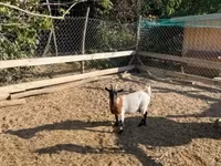 雌ヤギ, Dutch Landrace goats — 写真 2