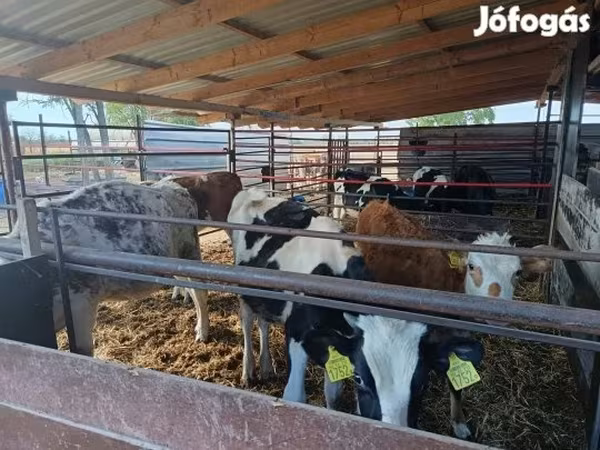 公牛, Cattle