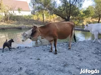 Krowa, Rasa jerseyjska — zdjęcie 2