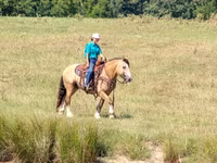 Pastuv, Gypsy horse — fotografija 8