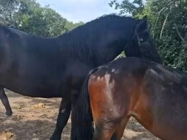 घोड़ी, Friesian