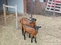 Jarac, Alpine goat — fotografija 5