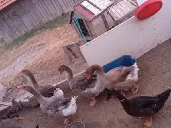 Geese
