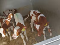 Byk, Simmental cattle — zdjęcie 1