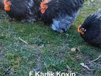 Kočin — fotografija 4