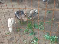 Geese — photo 3