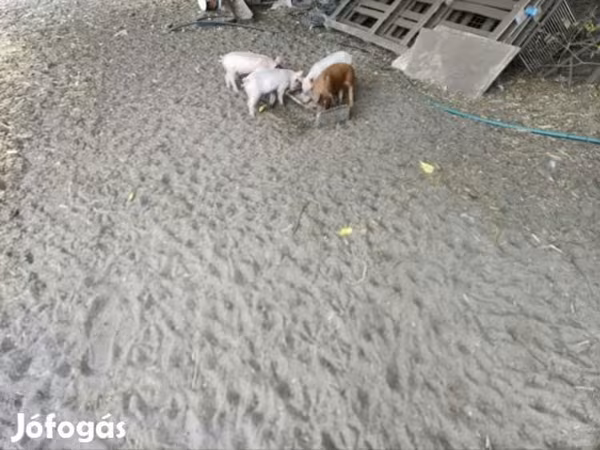 नर सूअर, Дюрок