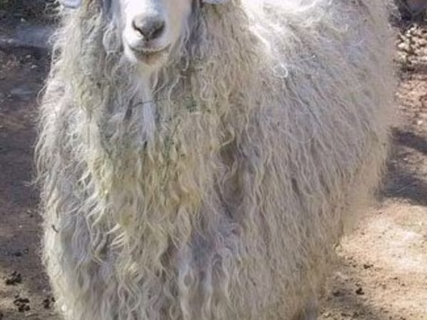 ヤギ（ロット、性別未指定）, Angora goats