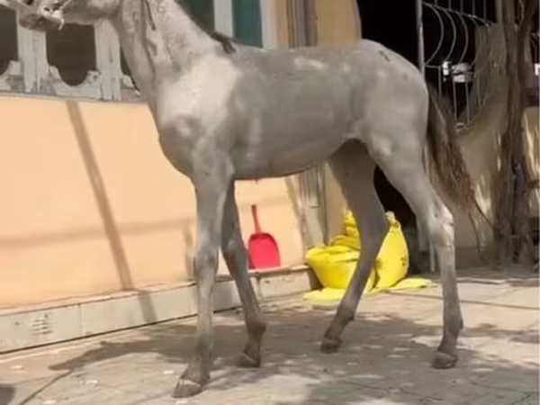 Konie (partia, płeć nieokreślona), Kyrgyz Horse