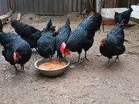 Australorp — fotografija 6