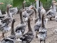 Geese — 照片 1
