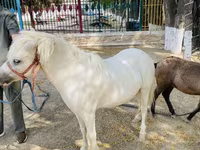 Pferde (Partie, Geschlecht nicht angegeben), Australian Pony — Foto 4