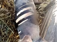 Sow, Pigs — photo 3
