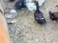 Ducks — 写真 2