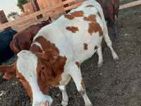 Krowa, Swiss cattle — zdjęcie 7