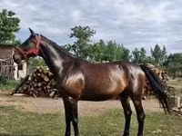 雌馬, Nonius horse — 写真 1
