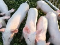 Truie, Porcs — photo 1