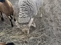 雄羊, Merino sheep — 写真 2
