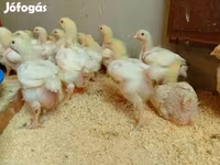 Chickens — 照片 4