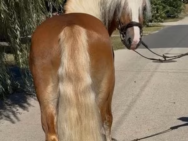 Hengst, Haflinger