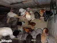 Chickens — fotografija 2