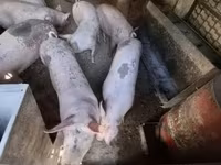 Porcs (lot, sexe non indiqué), Porcs — photo 2