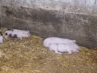 Donuzlar (partiya, cinsi göstərilməyib), Donuzlar — foto 7