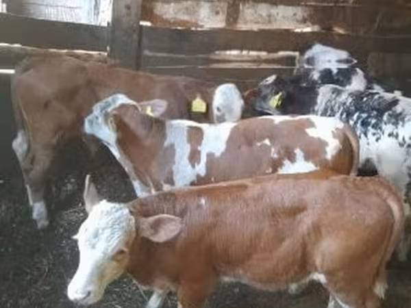 Touro, Simmental cattle — Hungria