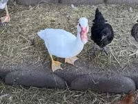 Ducks — fotografija 3