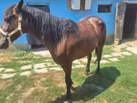 Égua, Cavalos — foto 4