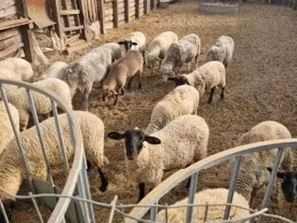 Brebis, Moutons