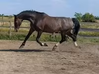 Koń, Dutch warmblood horse — zdjęcie 1