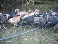 Turkeys — fotografija 1