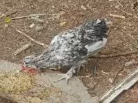 Chickens — fotografija 3