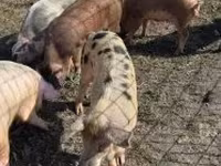 Eber, Schweine — Foto 5