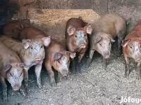 公猪, Pigs — 照片 5