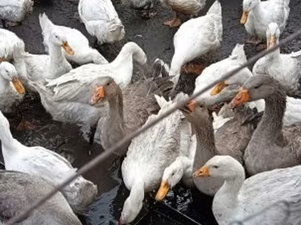 Ducks