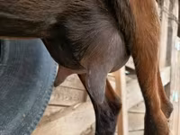 Коза, Alpine goat — фото 2